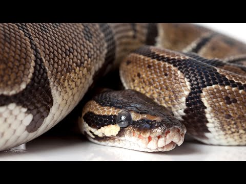 FAYLAD feat. GOTIK - SNITCH (PROD. TEMPOXSO)