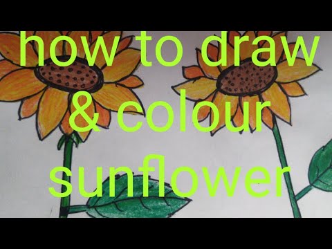 how to draw a sunflower with colour#sunflower#