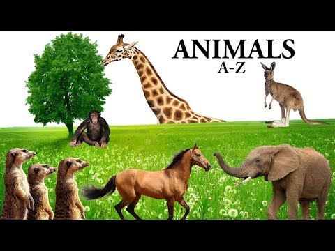 A-Z ANIMALS NAMES Video