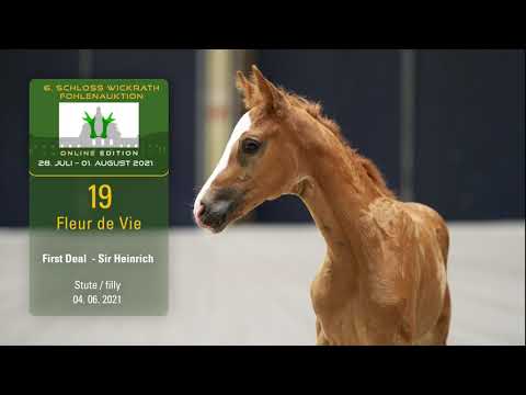 Fohlenauktion 28.7. - 01.8.2021 Katalog-Nr.19 Fleur de Vie SF v. First Deal - Sir Heinrich