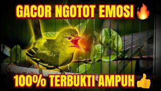 Download lagu Sirtu GACOR,NGOTO,EMOSI// TERBUKTI PALING AMPUH BIKIN EMOSI LAWAN mp3