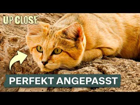 These cats dominate the most extreme habitats on Earth.