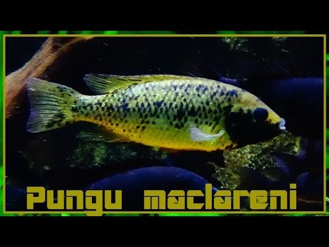 Pungu maclareni