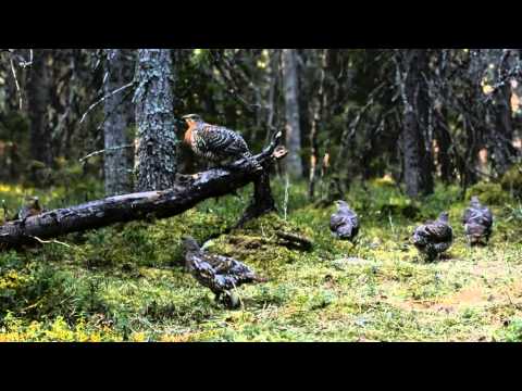 Tjäderspel 2014 Wild Dalarna