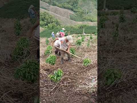 está es la finca valdepeñas en chinchina caldas