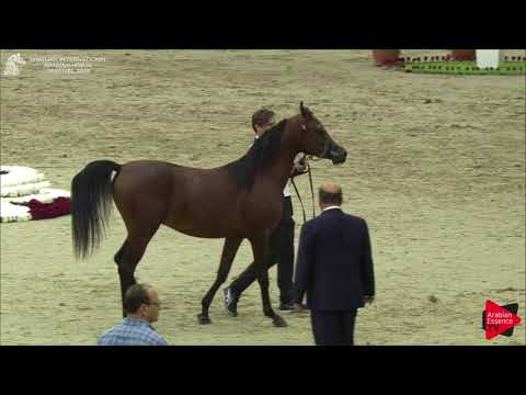 152 BATTAL ALZOBAIR Sharjah International 2018