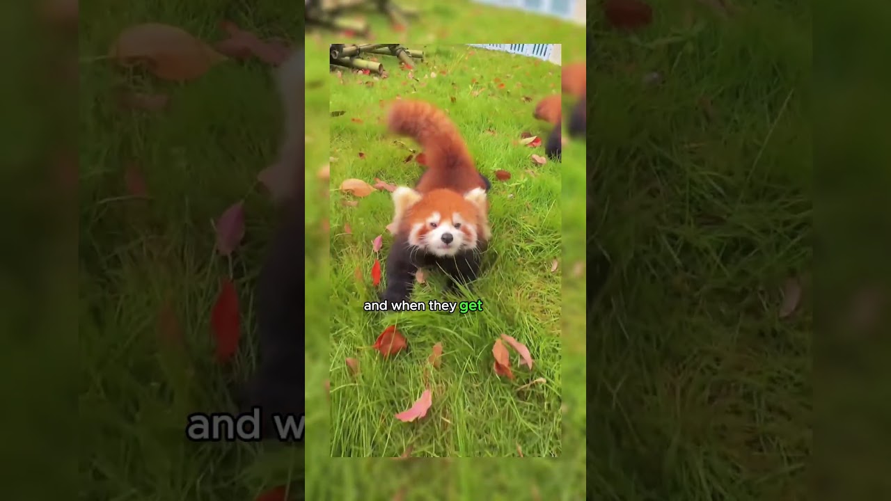 Red pandas are amazing!!!