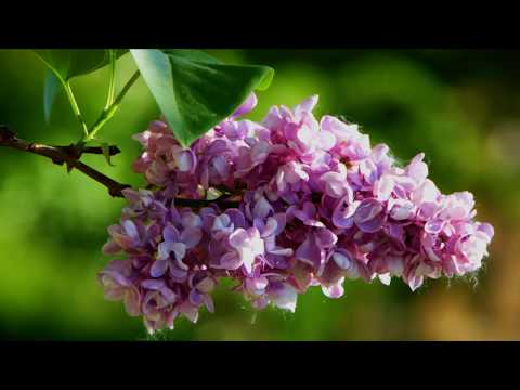 2016.04.20 Melinda park virágok, rovarok a levegőben DIA+VIDEO