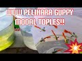 Ternak Ikan Guppy Tanpa Aerator Menggunakan Toples