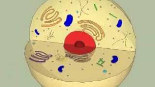 The Animal Cell