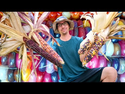 Giant Indian Corn Harvest! What Amazing Colors Will We Get?
