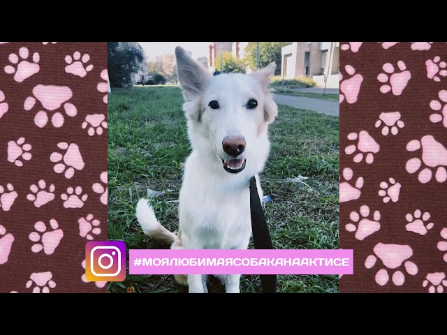 Конкурс «моя любимая собака»