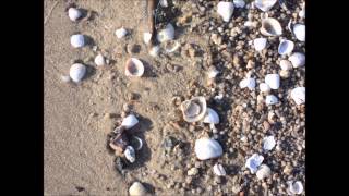 Olivia Hime   A Tarde