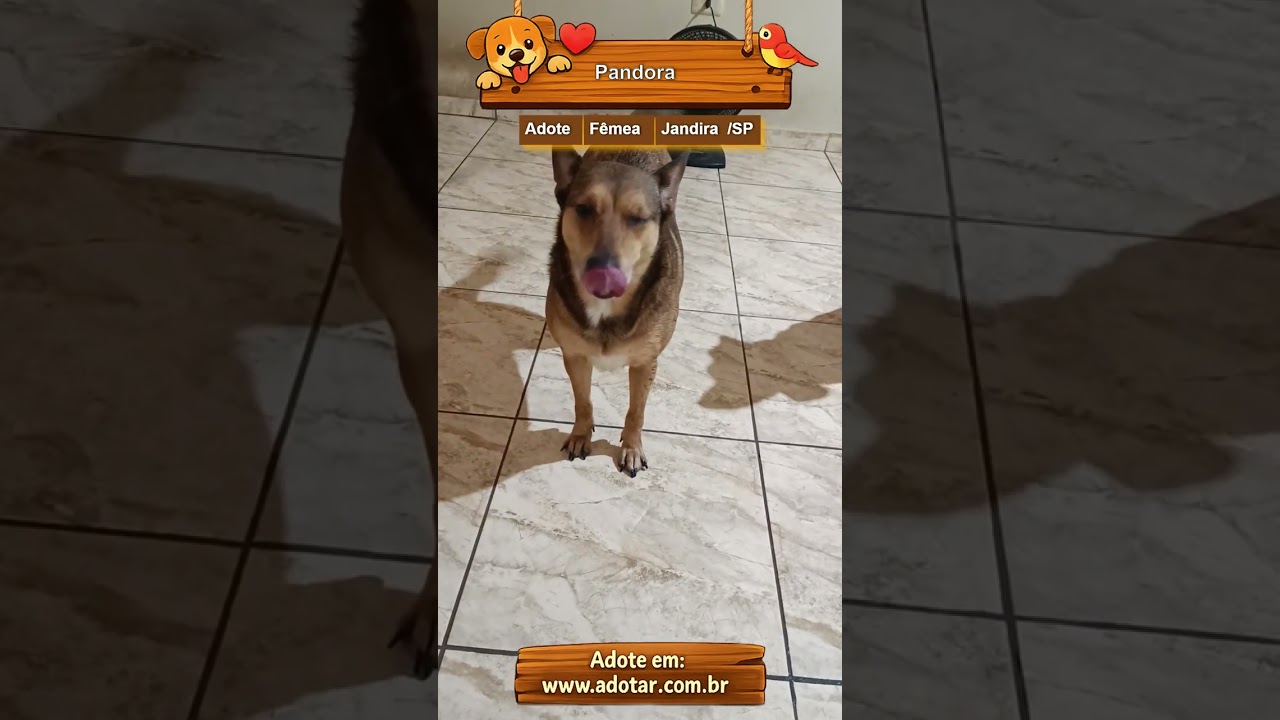 Cachorro raça SRD-ViraLata idade 6 ou mais anos nome Pandora