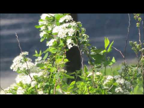 Eino Grön - Silmäsi odottavat minua