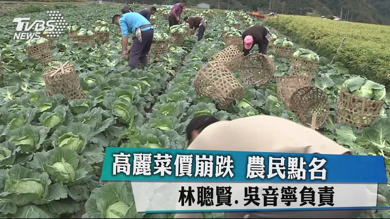 高麗菜價崩跌 農民點名林聰賢、吳音寧負責