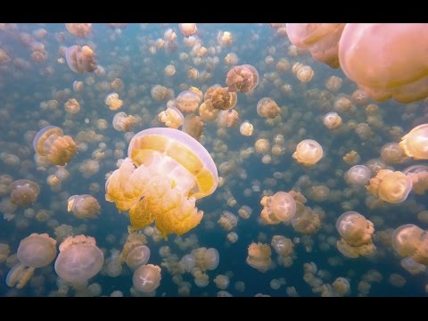A Mesmerizing Swim Through Jellyfish Lake