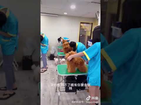 每一位专业宠物美容师都在这种环境下诞生