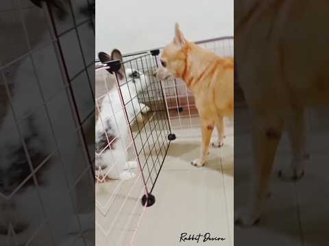 Rabbit | Dog | Bunny #rabbit #arnab #animals #doglover #bunny