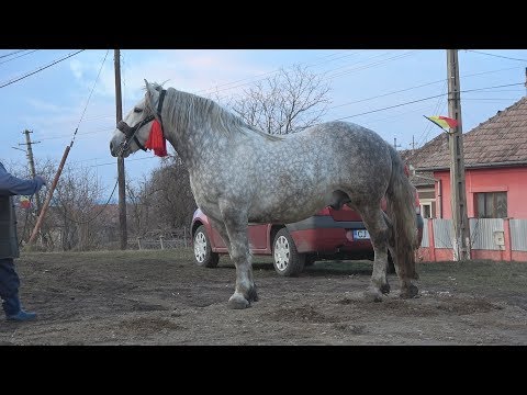 Armasarul lui Titi de la Jucu de Sus 2018