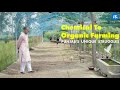 No Country For Organic: Why Punjab Finds It Hard To Quit Chemical Farming | IndiaSpend