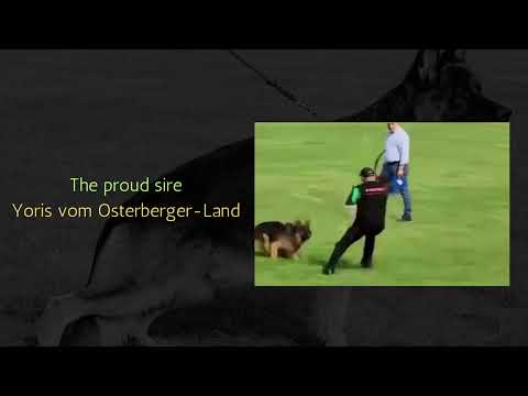 Proudly Presenting PawsLove's Super Litter from VA1 Yoris vom Osterberger Land x SG5 PawsLove's Lara