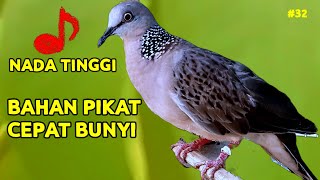 Download lagu Bahan Pikat Cepat Bunyi Suara Tekukur Kuk Kuk 2x Dengan Nada Tinggi mp3