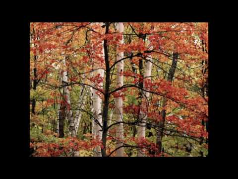 Danny Wright - Autumn dreams