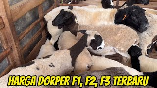 Download lagu Latest Dorper F1, F2, F3 Sheep Prices 2026‼️ And F1 Suffolk Sheep and Lamb Packages mp3