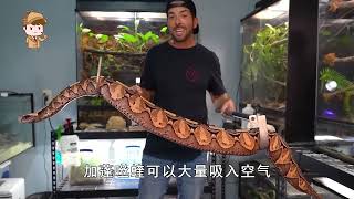 [問卦] 加彭絲蝰怎麼跟百步蛇這麼像