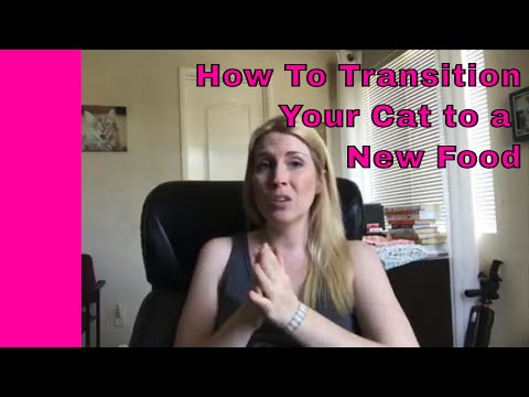 How To Transition Your Cat To A New Food