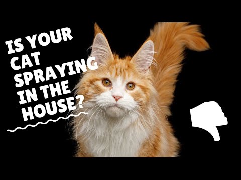 What To Do With Neutered Cats That Spray | Two Crazy Cat Ladies