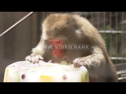 NHK VIDEO BANK - Frozen Treats for Monkeys