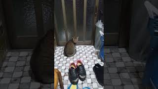 玄関を開け待ちするネコさん。 #猫 #shorts