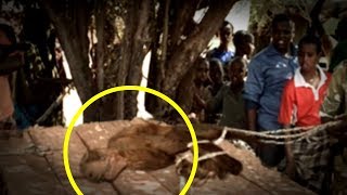 5 Extinct Animals Caught on Camera & Spotted In Real Life!