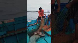 Download lagu జలకన్య నిజమా😱 #mermaids #jalakanya #telugunews#fishing mp3