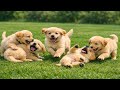 Adorable Puppies Playing With Their Loving Mom On Green Grass Cute Dog Sounds