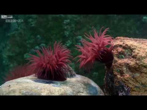 sea anemone fights cutted