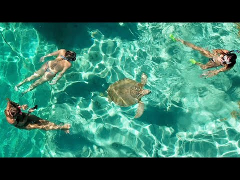 YouTube video about: Where can you swim with sea turtles?