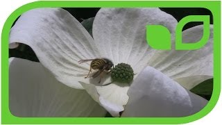 Cornus Venus - gigantische Blten in weiss 