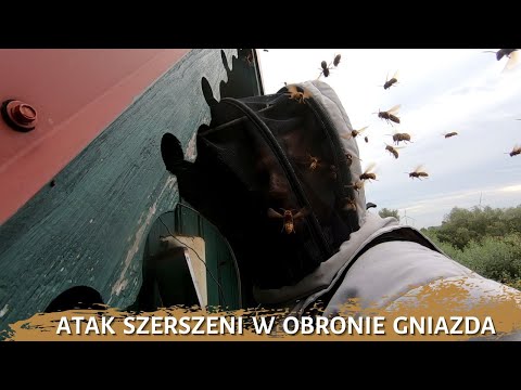 Hornet attack in defense of the nest - removing the hornet nest