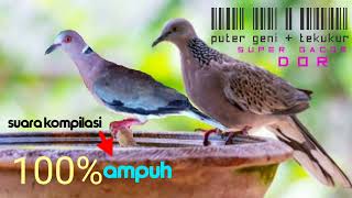 Download lagu Suara kompilasi puter geni dan tekukur //di jamin langsung datang !! mp3