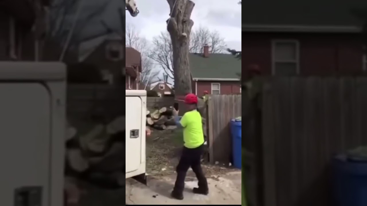 Raccoon 🦝 flies out of tree