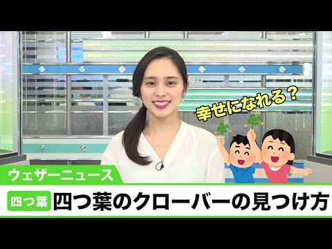 四つ葉のクローバー:幸運のお守りに関する興味深い事実 植物