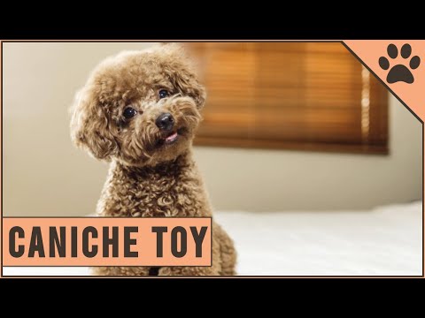 Caniche Toy (Toy Poodle) Información De Raza De Perro | Perros Mundo