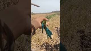 Download lagu release of one pair of kirik kirik birds #shorts mp3