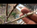 How To Prune English Rose
