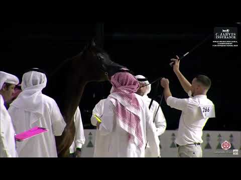 N 266 MIGELAD III   Kingdom International Championship for Arabian Horse 2024   Stallions 10+ Years