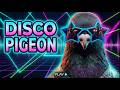 Disco Pigeon