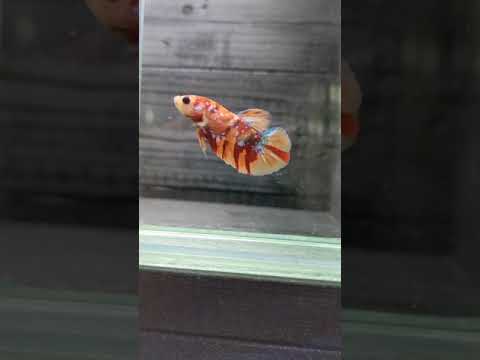 【1点モノ】 ベタ  プラカット #shorts #タイ産 #淡水魚 #アクアリウム (b6790)